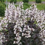 Penstemon hybrid 'Onyx and Pearls' Penstemon hybrid 'Onyx and Pearls'