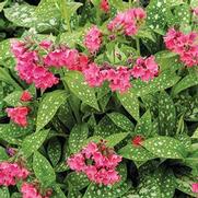 Pulmonaria 'Shrimps on the Barbie'