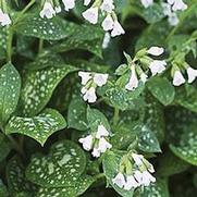Pulmonaria 'Sissinghurst White' Pulmonaria 'Sissinghurst White'