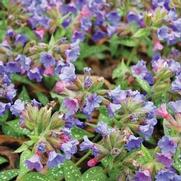 Pulmonaria 'Trevi Fountain' Pulmonaria 'Trevi Fountain'