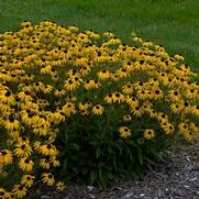 Rudbeckia Hybrid 'American Gold Rush' Rudbeckia Hybrid 'American Gold Rush'