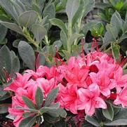 Azalea 'Millinium' Azalea 'Millinium'