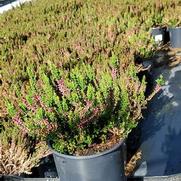 Calluna vulgaris 'Beauty Ladies Siska'