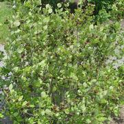 Calycanthus floridus