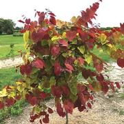 Cercis canadensis 'Flame Thrower' Cercis canadensis 'Flame Thrower'