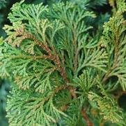 Chamaecyparis obtusa 'Gracilis' Chamaecyparis obtusa 'Gracilis'
