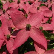 Cornus kousa 'Scarlet Fire'