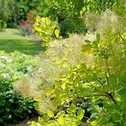 Cotinus coggygria 'Winecraft Gold' Cotinus coggygria 'Winecraft Gold'