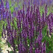 Salvia nemorosa 'Bumble Bumbleberry' Salvia nemorosa 'Bumble Bumbleberry'