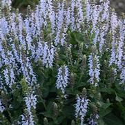 Salvia nemorosa 'Bumble Bumblesky' Salvia nemorosa 'Bumble Bumblesky'