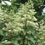 Hydrangea paniculata 'Fire & Ice' Hydrangea paniculata 'Fire & Ice'