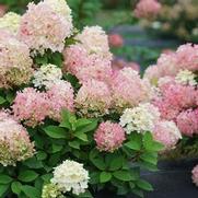 Hydrangea paniculata 'Fire Light Tidbit'