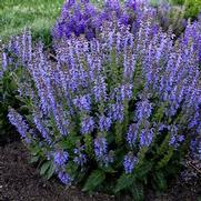 Salvia nemorosa 'Tidal Pool' Salvia nemorosa 'Tidal Pool'