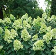 Hydrangea paniculata 'Limelight Prime' Hydrangea paniculata 'Limelight Prime'