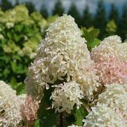 Hydrangea paniculata 'Quick Fire Fab'