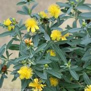 Hypericum kalmianum 'Blues Festival'