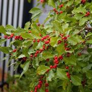 Ilex verticillata 'Wildfire'