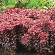 Sedum 'Dark Magic'