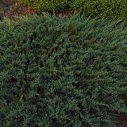 Juniperus horizontalis 'Blue Chip'