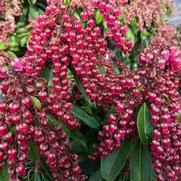 Pieris japonica 'Interstella' Pieris japonica 'Interstella'
