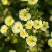 Potentilla fruticosa 'Lemon Meringue' Potentilla fruticosa 'Lemon Meringue'