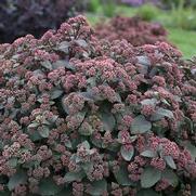 Sedum 'Spellbound' Sedum 'Spellbound'