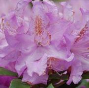 Rhododendron hybrid 'Minnetonka' Rhododendron hybrid 'Minnetonka'