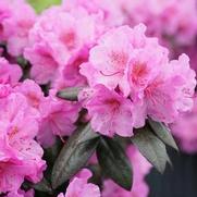 Rhododendron hybrid 'Black Hat' Rhododendron hybrid 'Black Hat'