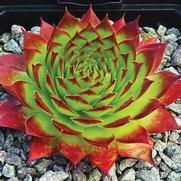 Sempervivum 'Sunset'