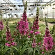 Veronica hybrida 'Aspire' Veronica hybrida 'Aspire'