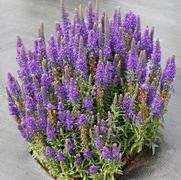 Veronica hybrida 'Vespers Blue' Veronica hybrida 'Vespers Blue'