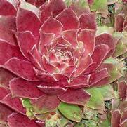 Sempervivum 'Red Heart'