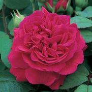 Rosa 'Tess of the d'Urbervilles' Rosa 'Tess of the d'Urbervilles'