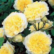 Rosa 'The Pilgrim' Rosa 'The Pilgrim'