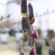 Salix chaenomeloides 'Black Cat'