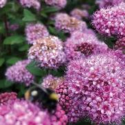 Spiraea japonica 'Poprocks Petite'