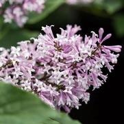 Syringa x. 'Little Lady' Syringa x. 'Little Lady'
