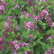 Syringa x. 'Bloomerang Dwarf Purple' Syringa x. 'Bloomerang Dwarf Purple'