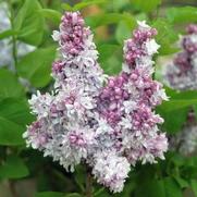 Syringa x. hyacinthiflora 'Equinox Valley'