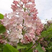 Syringa x. hyacinthiflora 'Maiden's Blush'