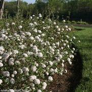 Viburnum carlesii 'Spice Baby' Viburnum carlesii 'Spice Baby'