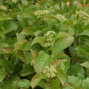 Viburnum dentatum 'Blue Blaze'