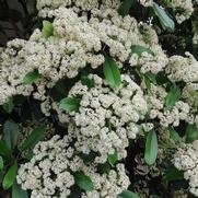 Viburnum lentago