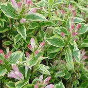 Weigela florida 'Variegata' Weigela florida 'Variegata'