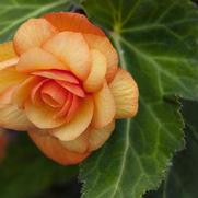 Begonia X Tuberhydrida 'Begonia-Illumination Apricot Shades' Begonia X Tuberhydrida 'Begonia-Illumination Apricot Shades'