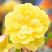 Begonia X Tuberhydrida 'Begonia-Illumination Lemon' Begonia X Tuberhydrida 'Begonia-Illumination Lemon'
