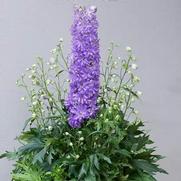 Delphinium delgenius 'Breezin' Delphinium delgenius 'Breezin'