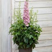 Delphinium delgenius 'Juliette' Delphinium delgenius 'Juliette'