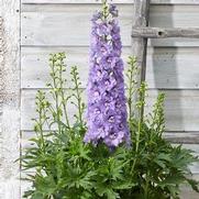 Delphinium delgenius 'Shelby' Delphinium delgenius 'Shelby'