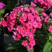 Phlox paniculata 'Ka-Pow Pink' Phlox paniculata 'Ka-Pow Pink'